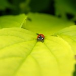 Seven-spot ladybird by Luc Viatour