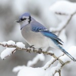 Blue Jay by Mdf