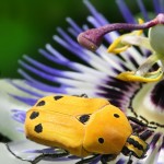 Euchroea auripimenta is a Rose chafer by Richard Bartz