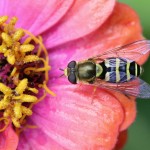 American Hover Fly by Calibas