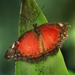 The Leopard Lacewing Cethosia cyane by Richard Bartz