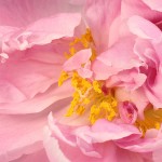 Detail of a Peony by Simon Koopmann