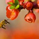 Pollination by Louise Docker