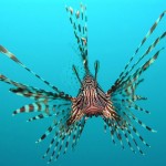 Common lionfish by Jens Petersen